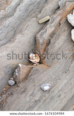 maritime orange shell among the rocks and gray stones of the sea on the shore