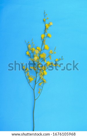 Close up image of Dancing-lady Orchid flowers with stem on blue background 
