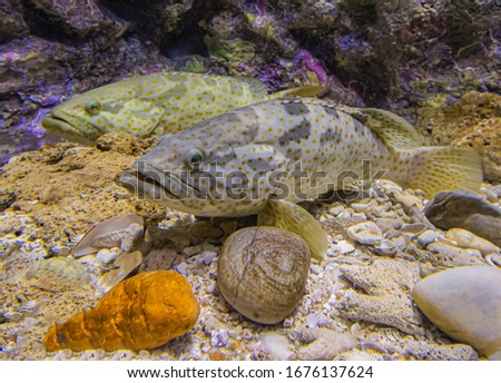 Colorful sea fish and friends, Small life from the sea became the star in aquarium