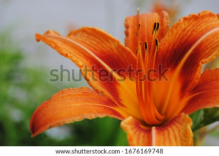  orange lilies close-up, blooming lilies, lilies bloom in the garden