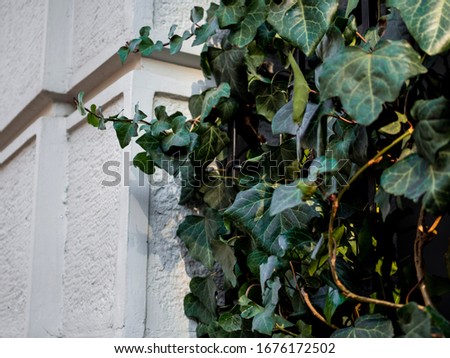 The wall is covered with green ivy