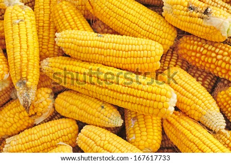 A lot of corn, close-up pictures 