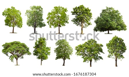 Collection tree set isolated on white background, Tropical green tree object Royalty-Free Stock Photo #1676187304