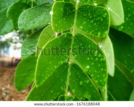 close up shot of wet leafs