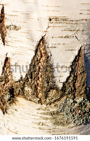 Natural background - close-up of birch bark. Texture of rough, decorative bark. Abstract