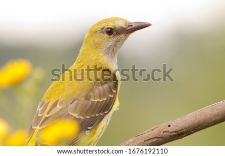Portrait of a Oriole with yellow flowers. Bird close up