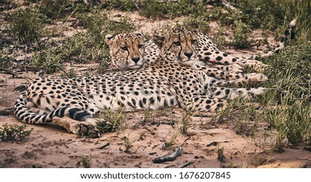             Cheetahs in the South African bush                     
