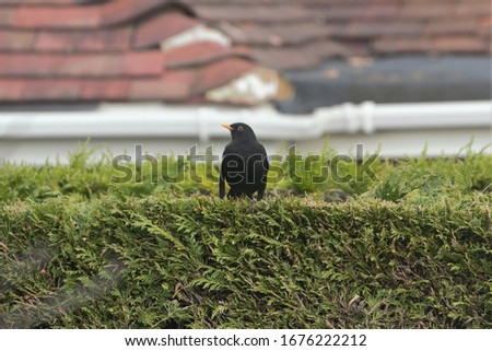 A male Common Blackbird (Turdus merula) perched on top of a hedge.