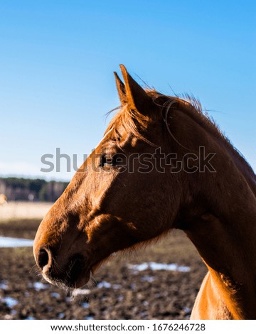 A portrait of a brown horse on a horse farm
