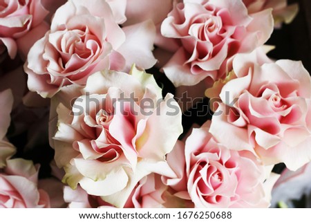 a large french pink rose 