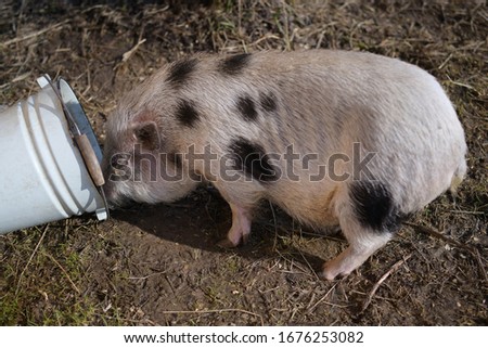 Cute little spotted pig with a bucket of food