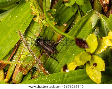 Macro photograph of a cricket in the grass