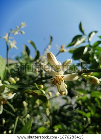 Fresh orange tree blossom flowers picture from garden during daytime 