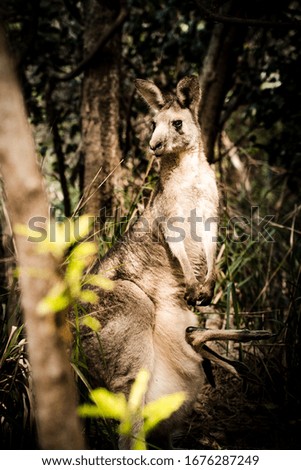Alert kangaroo with baby in pouch in Australian forest
