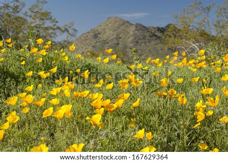 Closeup on patch of Mexican gold poppies