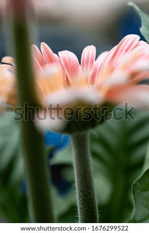 Closeup of early spring Daisy. Sharp detail of flower petals with blurred background