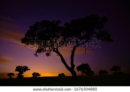 Night landscape with trees on a hill and star trail.