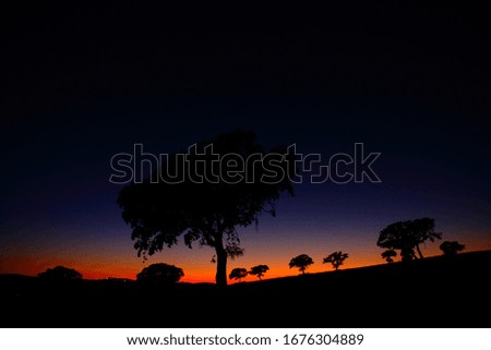 Night landscape with trees on a hill and dark sky.