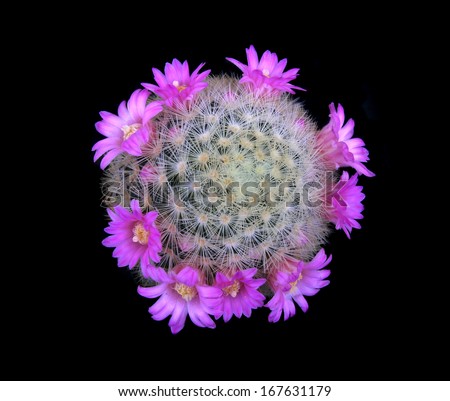macro of cactus flower