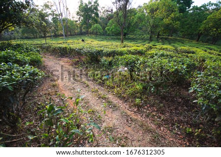 Fresh green tea plantation field in china