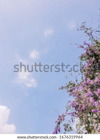 Purple Wreath (Other name: Sandpaper Vine ,Queen’s Wreath) of blossom climbing on the arched vine frame against the blue sky and clouds, at the right side of the picture. Look up and faraway view. 