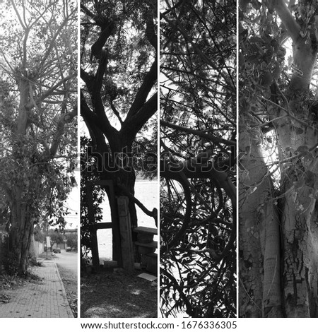 Black and White Picture Collage of Different types of trees in a Forest/Park. Nature at its finest.