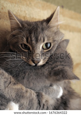 gray cat mom with kitten