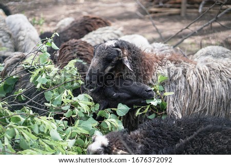 Sheep and goats behind the fence eat. Farm theme breeding animals. Stock Industrial Theme
