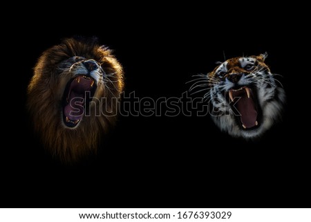 Lion and Tiger growling opposite each other, open an embittered mouth, canines