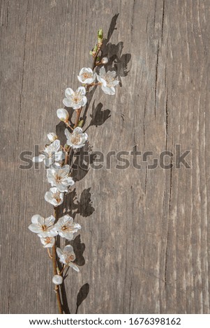 
flowering plum sprig on a wooden table. vertical photo