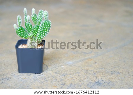 Bunny ear cactus (Opuntia microdasys) houseplant in pot on grunge cement floor Royalty-Free Stock Photo #1676412112