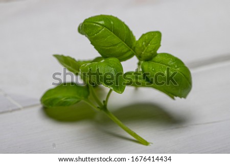 Fresh green basil leaves picked from tree