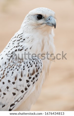 Falconry photo collection, including hunting with falcons
