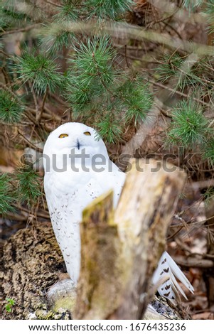 snow owl is looking up the tree