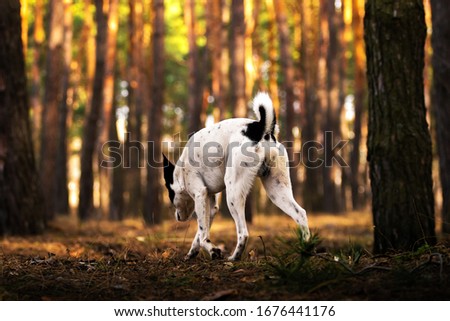 Dog on a walk in the woods during golden hour, basenji stand, outdoor travel