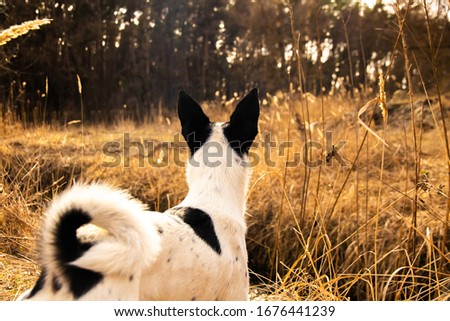 A dog looks into the distance next to a man traveler on nature in the field
