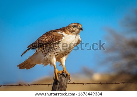 A Red-tailed Hawk (Buteo jamaicensis) perched on a pole Royalty-Free Stock Photo #1676449384
