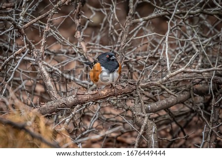 Spotted Towhee (Pipilo maculatus) in a thicket