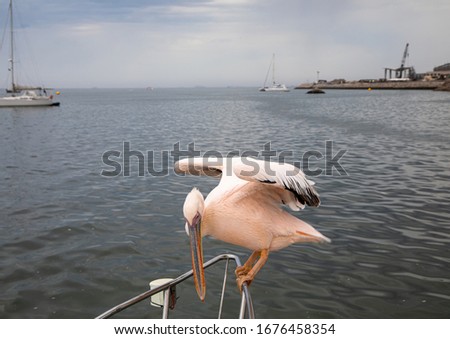 A pelican is balancing on a railing on a boat at Walfis Bay in western Namibia during summer