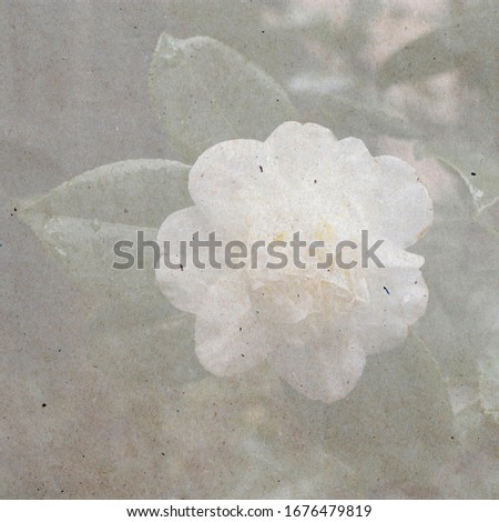 Close-up of a white Camellia Angela Cocchi (Camellia japonica) with green Leaves. View of a beautiful white Camellia Flower. textured stylish old paper background,