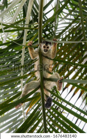 Central American red backed squirrel monkey Saimiri oerstedii from below view bottom up hanging on palm tree leaf looking down through the leaves cute innocent sweet in Costa rica  Royalty-Free Stock Photo #1676483140