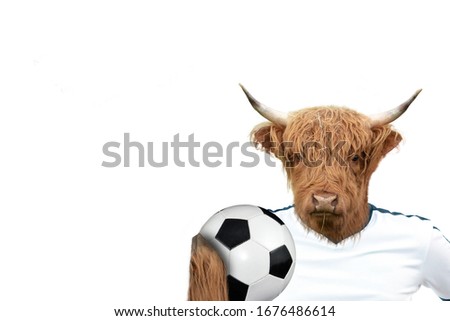 Highland Cattle Cow holding a soccer ball 