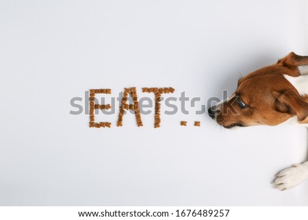 Jack russell  or small dog breeds   on white background and  eats food laid out in the form of the word "eat"