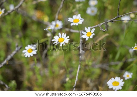 Picture of daisies in a park surrounded by bush and green grass