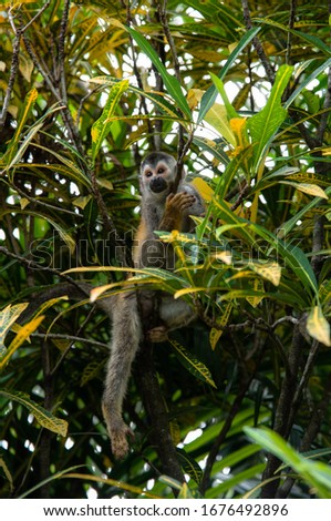 Central American red backed squirrel monkey Saimiri oerstedii cute posing animal on a branch in a bush hanging chill pose with eye reflection in Costa Rica threatened species Royalty-Free Stock Photo #1676492896