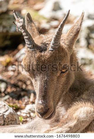 Close-up picture of a goat lying in rocky area in southern germany during summer