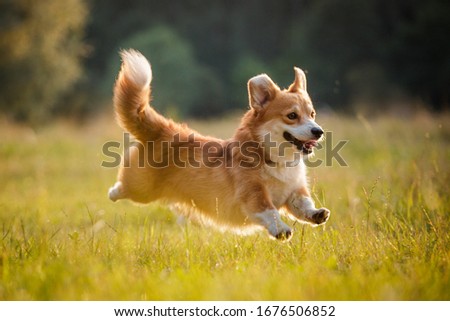 Corgi dog pembroke welsh corgi walking outdoor in summer park Royalty-Free Stock Photo #1676506852