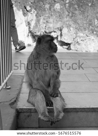 Monkey sits and relaxes on a stair in Gibraltar. Berber monkey. The foot and leg of a man walking behind it, is seen in the background. Black and white, monochrome image.