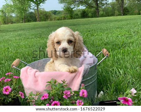 Beautiful,  Cute, Portrait,  Cocker Spaniel Puppies  Royalty-Free Stock Photo #1676522029