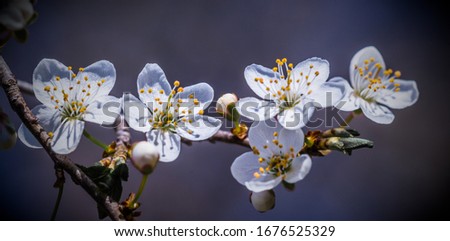 Beautiful panoramic picture of wild plum tree buds and flowers on dark blue background close up macro. Awesome nature floral spring banner or greeting card.  New year of the trees.